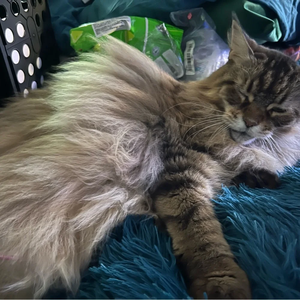 Lorelei Unlisted! - Picture 8 of 13